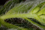 Soft goldenaster